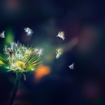 wallpaper-2079364